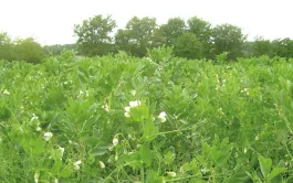 Valoriser l’azote des couverts pour la culture suivante