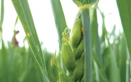 L'agroécologie appliquée à la régulation des ravageurs