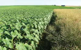 Les atouts d'un tournesol dans la rotation