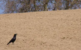 Etat des lieux de la protection des maïs contre les corvidés