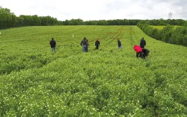 Pois et féveroles de printemps évalués par Arvalis en 2020