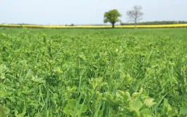 Susbtitution partielle du maïs par de l'herbe en bovins viande