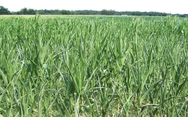 Bilan de campagne des maïs grain et fourrage