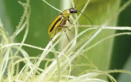 Présence de la chrysomèle du maïs en France et moyens de lutte.