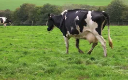 Comment l'INRA calcule la ration des ruminants