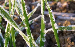 La sortie d'hiver, une période cruciale pour les céréales à paille