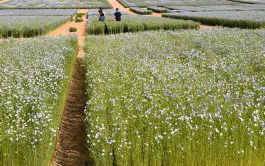 Résultats des essais 2020 sur les  variétés de lin fibre