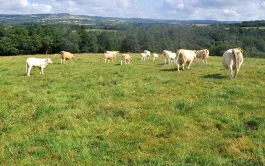 Détruire une prairie sans désherbant total et sans labourer