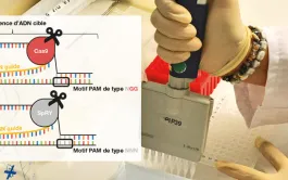 Génétique et sélection: un outil d'édition génomique plus polyvalent