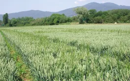 Arvalis fait le point sur les variétés de blé tendre bio