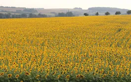 Innovation & agriculture: deux piliers de la transition écologique