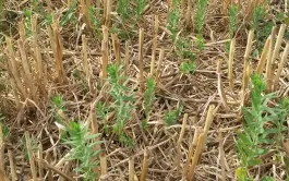 Semer le couvert juste avant ou après la moisson des céréales d'hiver