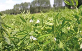 Les systèmes de culture innovants en Champagne berrichonne