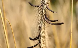 Evaluer le risque d'ergot sur le seigle