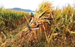 Production européenne de biomasse: éta des lieux & perspectives