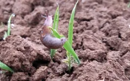 Evaluer le risque agronomique pour lutter contre les limaces