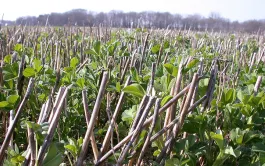 Les ambitions de l'agroécologie en agriculture