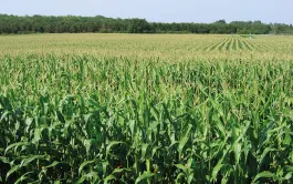 Conduite du maïs grain sous l'effet du réchauffement du climat