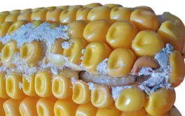 Estimer & limiter la contamination aux fumonisines du maïs grain