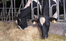 Des rations pour vaches laitières avec 30 ou 50% d'herbe ensilée