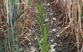 Le couple orge d'hiver-sorgho, un bon combo en relay cropping