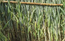 Biocontrôle: peut-il lutter précocement contre la septoriose du blé?