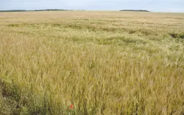 Sélectivité des régulateurs de croissance des orges d'hiver