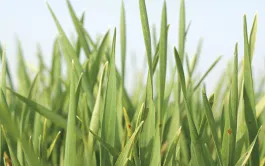 Le réchauffement climatique impacte les semis dans le Grand Ouest