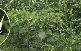 Gestion difficile du datura stramoine