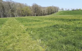 Azote & équilibre graminées-légumineuses des prairies multi-espèces