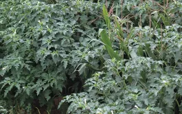 Limiter le salissement des parcelles de maïs par le datura