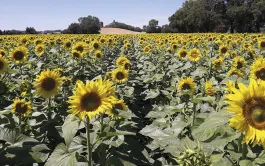 Enquête Terres Innovia: pratiques culturales en tournesol en 2021