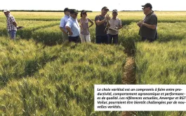23 variétés de blé dur évaluées par Arvalis