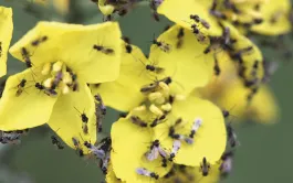 Micro-guêpes parasitoïdes des insectes ravageurs du colza