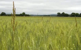 Désherbage du rumex en système biologique