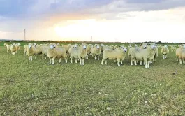 Gérer les couverts, fertiliser les grandes cultures avec des moutons
