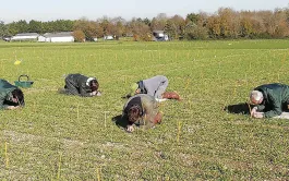 Résistance variétale et biocontrôle pour limiter la JNO