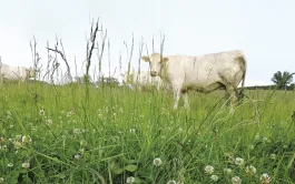 Les clés pour réussir l'engraissement des vaches de réforme