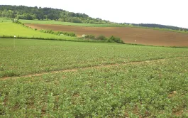 Désherbage mixte en postlevée des légumineuses à graines