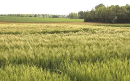 Comportement des orges de printemps aux essais Variétés d'Arvalis