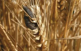 Prévenir le risque de contamination des lots de blé par l'ergot