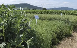 Variétés de féverole de printemps : un renouvellement visible