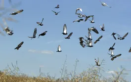 Éviter que les oiseaux ravagent les semis de maïs et tournesol