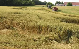 Verse du blé: utiliser ou pas un régulateur de croissance