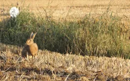 Biodiversité et grandes cultures : 6 mesures qui font leurs preuves