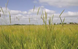 Désherber en Europe avec moins d'herbicides