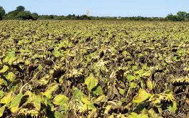 Mieux choisir ses variétés de tournesol avec Tour de Plaine et MyVar