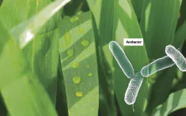 Neuf biostimulants pour le blé évalués par Arvalis