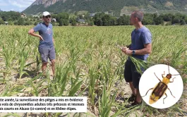 La chrysomèle du maïs devient nuisible dans l'Est et en Rhône-Alpes