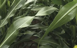 Maïs: orientation des feuilles selon la compétition pour la lumière